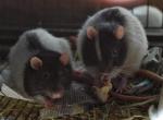 2 ratti Lister Hooded (Flavio e Giuliano)
